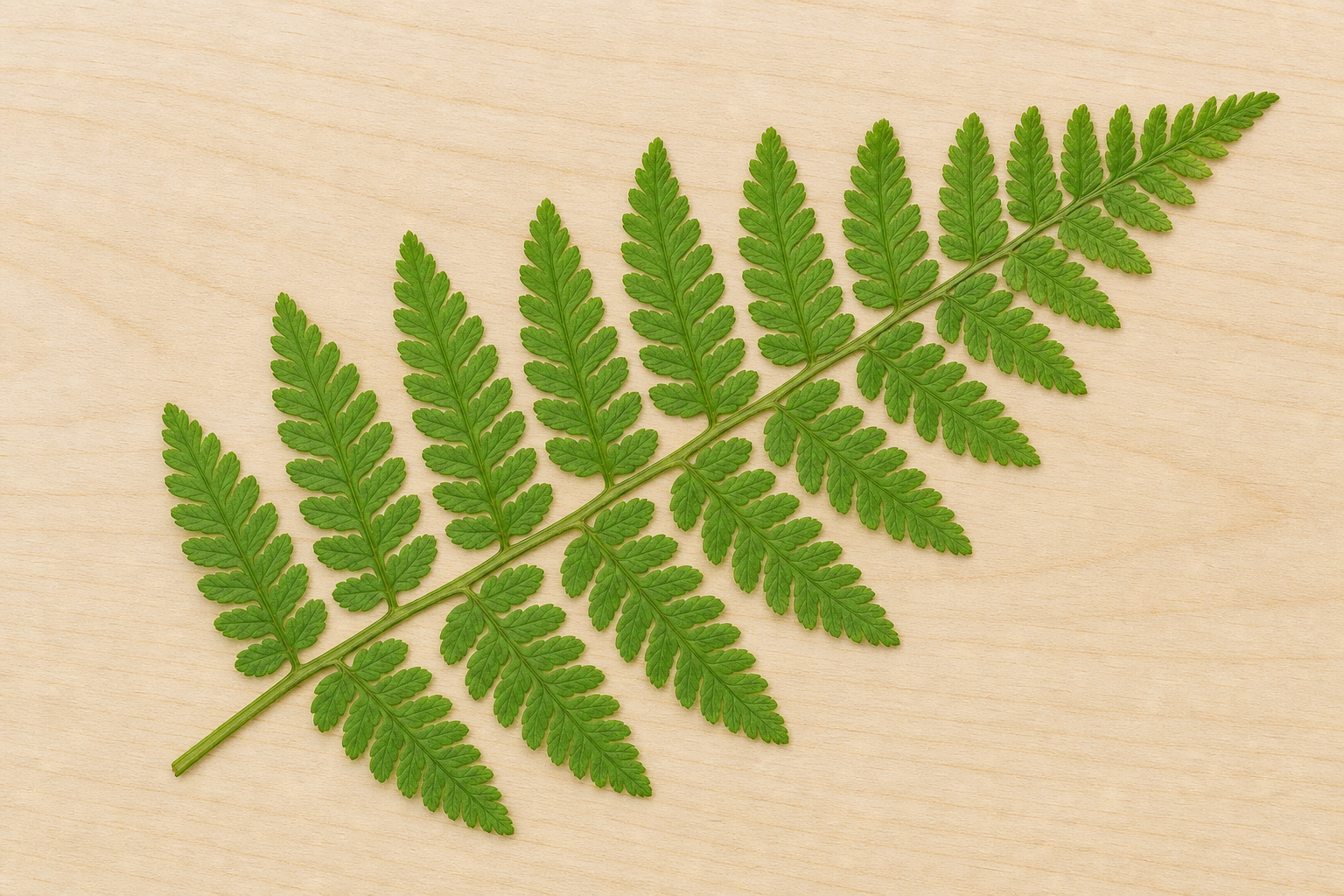 Close view of fern frond divided into many small leaflets
