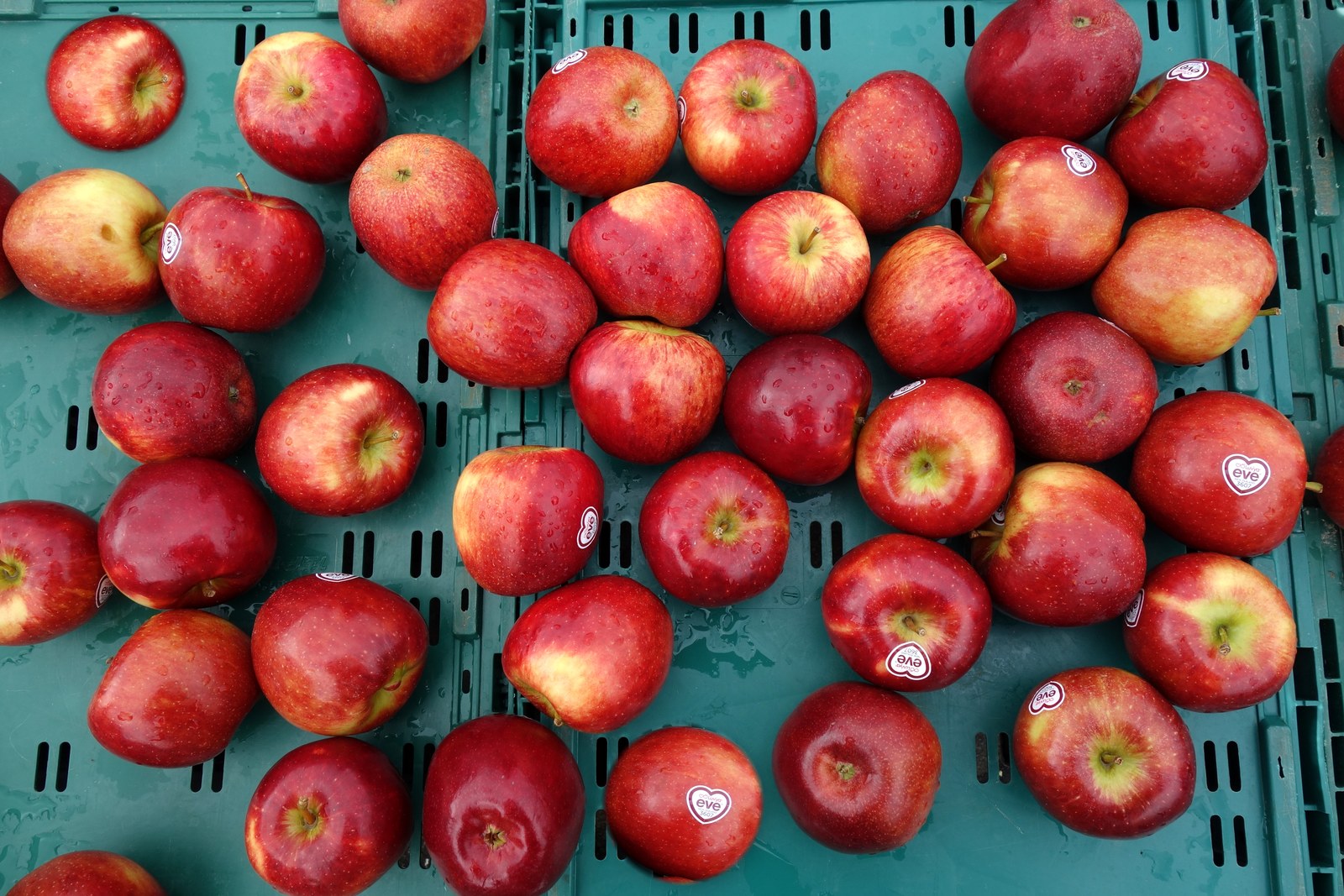 Red apples in a green crate at a market
