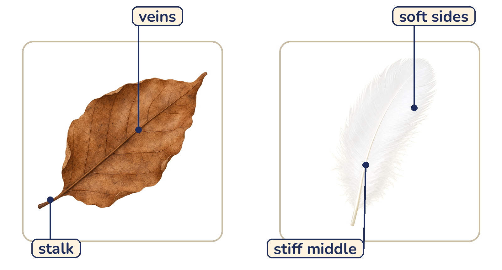 A dry fallen leaf with its veins and stalk labelled, and a feather with its stiff middle and soft sides labelled