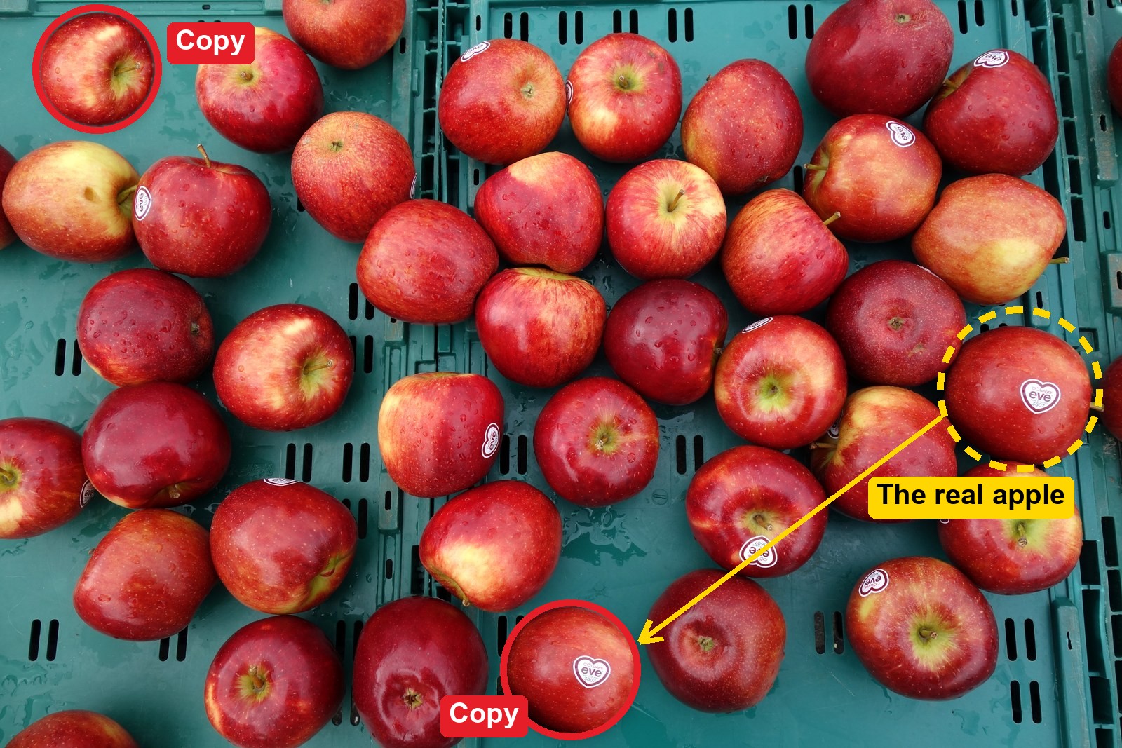 The apples photo with the answer marked: two apples circled in red as copies, one at the top left and one near the bottom, and an arrow from the real apple with the eve sticker, on the right, to its copy.